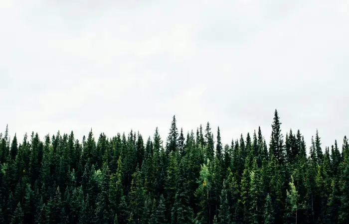 The Hidden Carbon Cost of Your Home Decor: Why Material Choice Matters