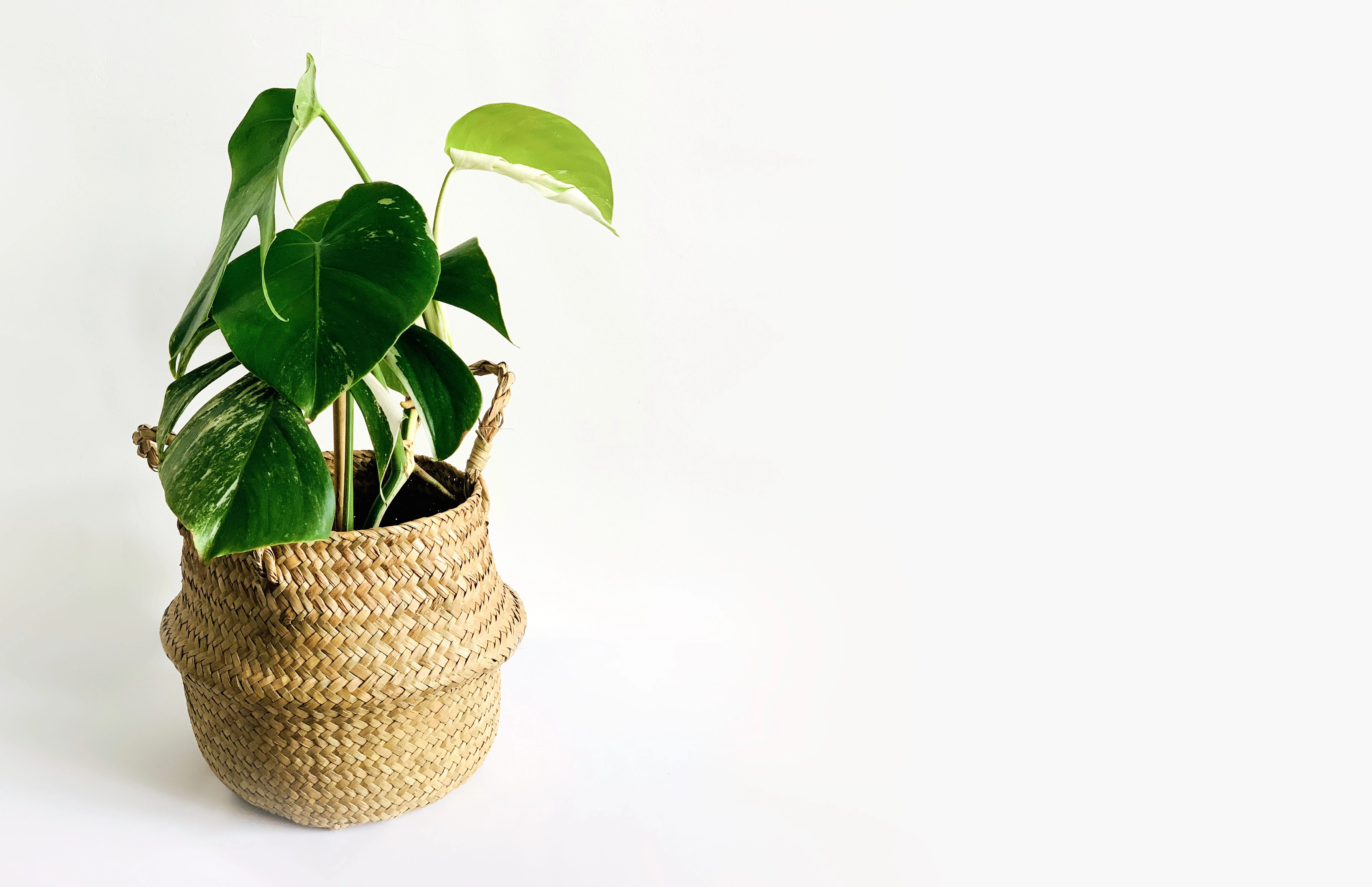seagrass belly pot
